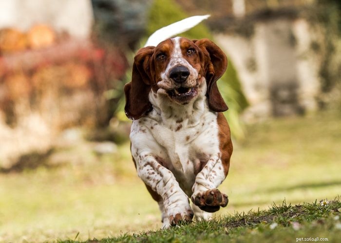 Alles over de Basset Hound:hondenrasprofiel