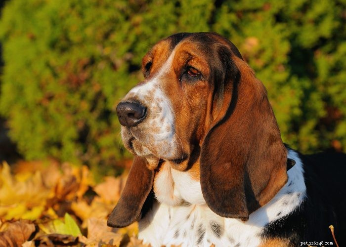Tutto sul Basset Hound:profilo della razza canina