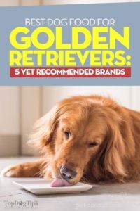 Meilleure nourriture pour chiens pour Golden Retrievers :5 marques recommandées par les vétérinaires