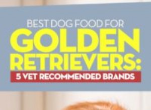 Melhor comida de cachorro para Golden Retrievers:5 marcas recomendadas por veterinários