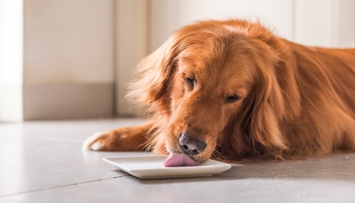 Beste hondenvoer voor golden retrievers:5 door dierenartsen aanbevolen merken