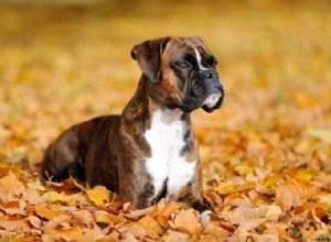 Profil de race de chien Boxer