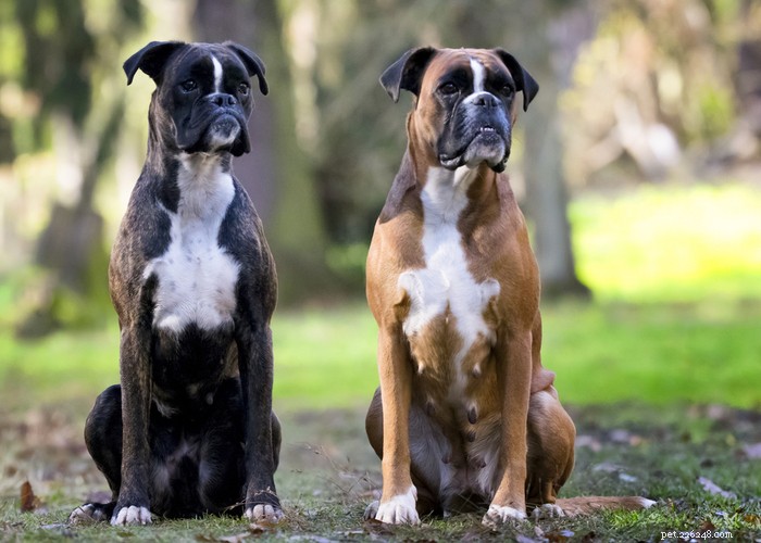Profilo della razza di cani boxer
