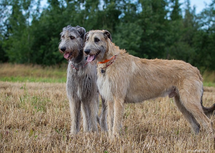 Profil de race de chien Irish Wolfhound 