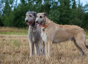 Profil de race de chien Irish Wolfhound 