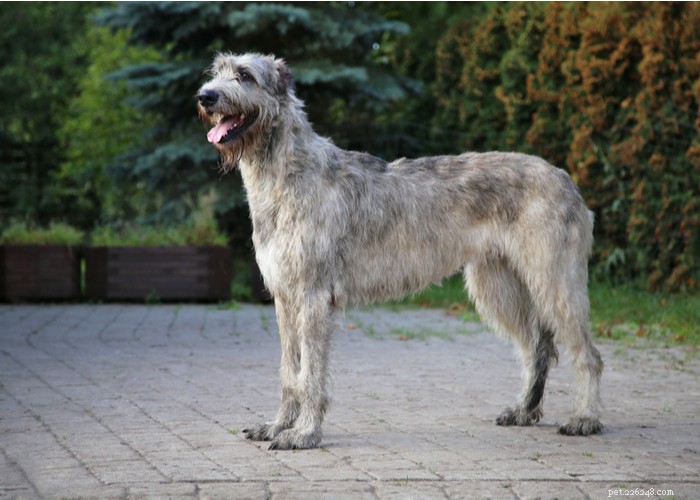 Perfil da raça do cão Wolfhound irlandês