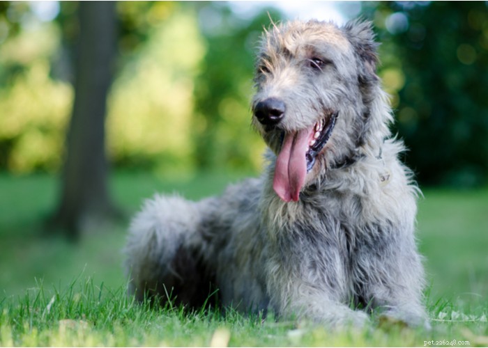 Profiel Ierse wolfshond hondenras