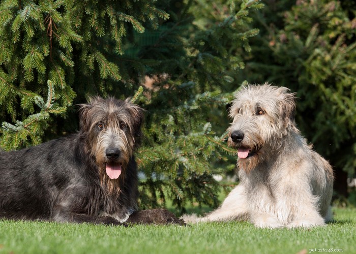 Perfil da raça do cão Wolfhound irlandês