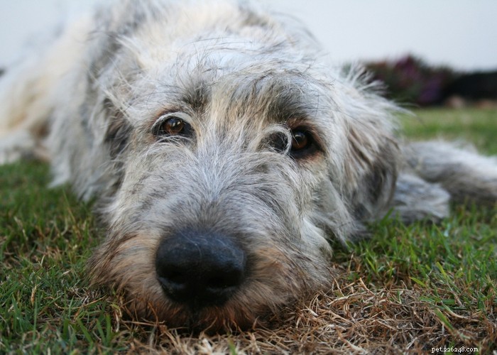 Profilo di razza di cane Irish Wolfhound