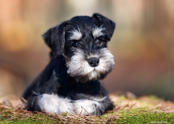 Profilo razza canina Schnauzer in miniatura