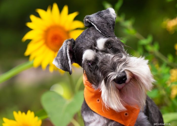 Profilo razza canina Schnauzer in miniatura