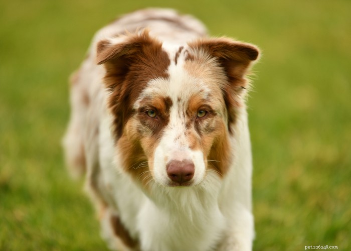 Profil de race de chien de berger australien