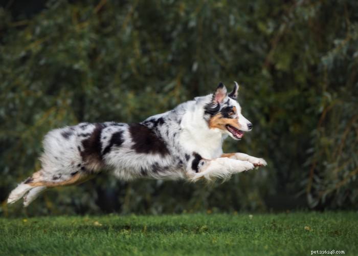 Profil de race de chien de berger australien