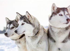Profil de race de chien Husky de Sibérie