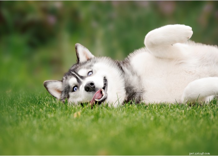 Profilo della razza del cane husky siberiano