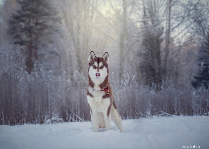 Perfil da raça do cão Husky Siberiano