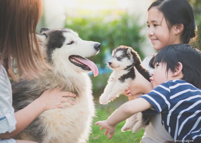 Profil de race de chien Husky de Sibérie
