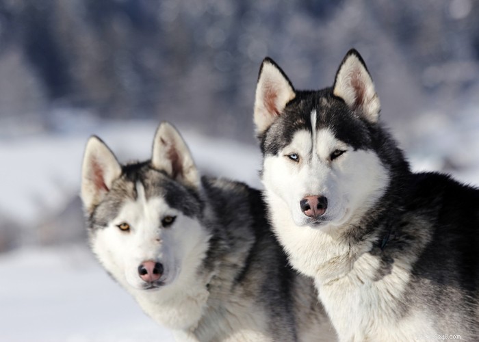 Perfil da raça do cão Husky Siberiano