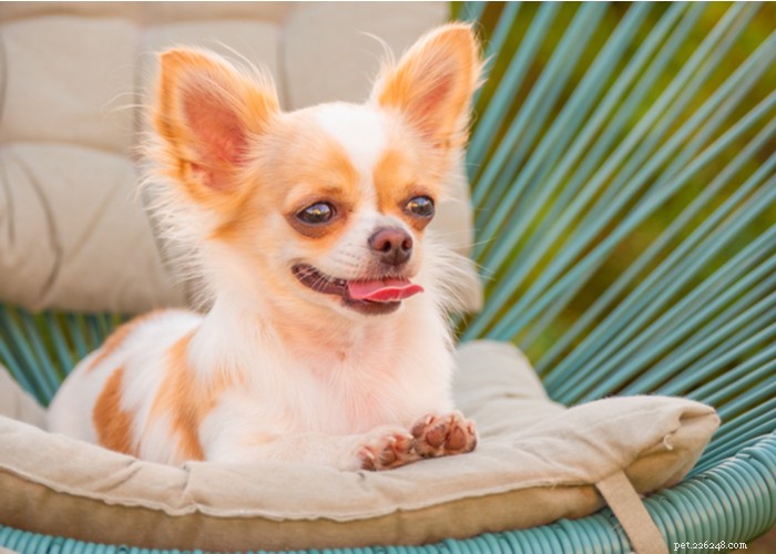 Chihuahua hundras profil 