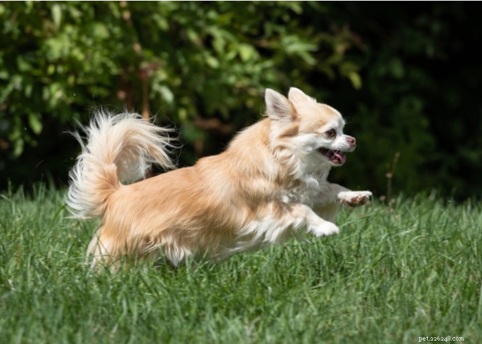 Profilo della razza del cane Chihuahua