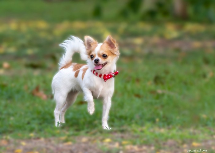 Profil de race de chien Chihuahua