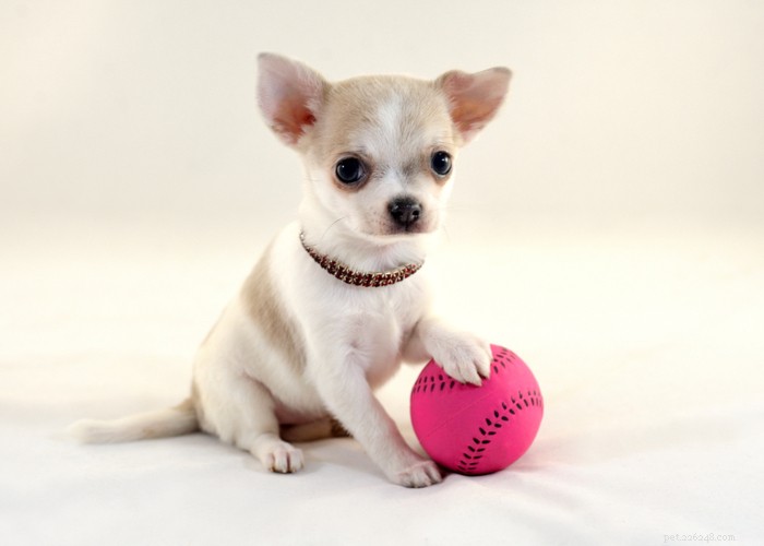 Chihuahua hundras profil 