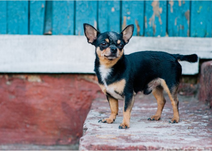 Chihuahua hondenrasprofiel