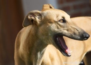 Greyhoundhundrasprofil