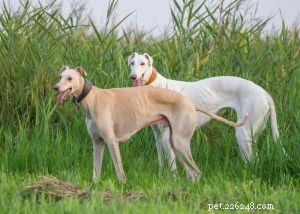 Profilo di razza di cane levriero