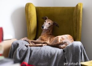 Greyhoundhundrasprofil