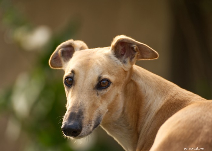 Profilo di razza di cane levriero