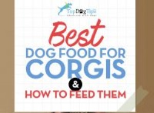 Bästa hundfoder för Corgis:Hur och vad ska man mata Corgis?