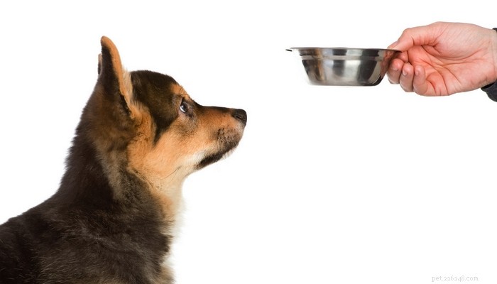 Melhor comida de cachorro para Corgis:como e o que alimentar os Corgis?