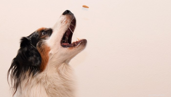 Guloseimas para cães recomendadas pelo veterinário:quais e por quê?