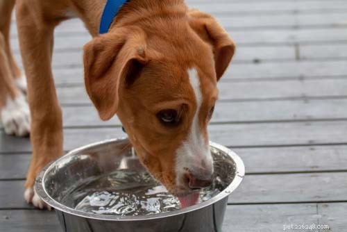 Vad kan hundar dricka annat än vatten?