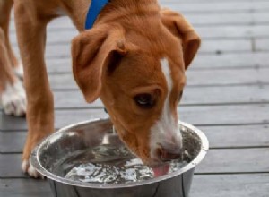 Co mohou psi pít jiného než vodu?