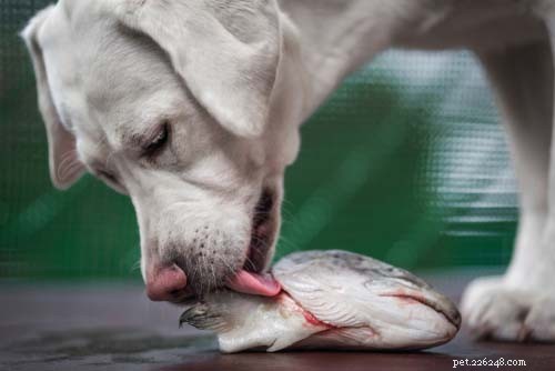 Pesce per i cani:cosa possono mangiare i pesci e cosa non possono mangiare i cani?
