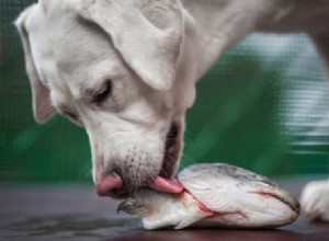 개를 위한 물고기:개가 먹을 수 있는 물고기와 먹을 수 없는 물고기는 무엇입니까?