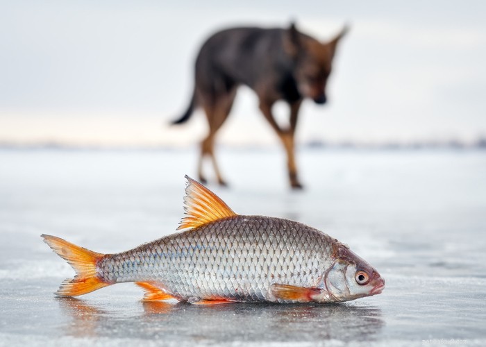 Pesce per i cani:cosa possono mangiare i pesci e cosa non possono mangiare i cani?