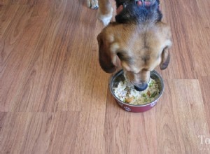 Receita básica fácil de comida para cachorro com fígado de vaca e frango