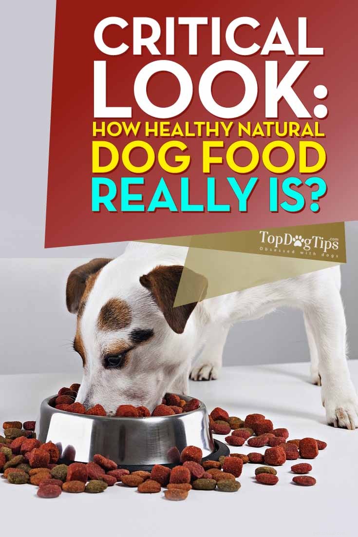 À quel point la nourriture naturelle pour chiens est-elle vraiment saine ? Un regard critique