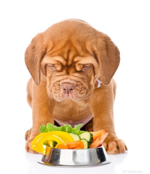 O quão saudável é o alimento natural para cães? Um olhar crítico