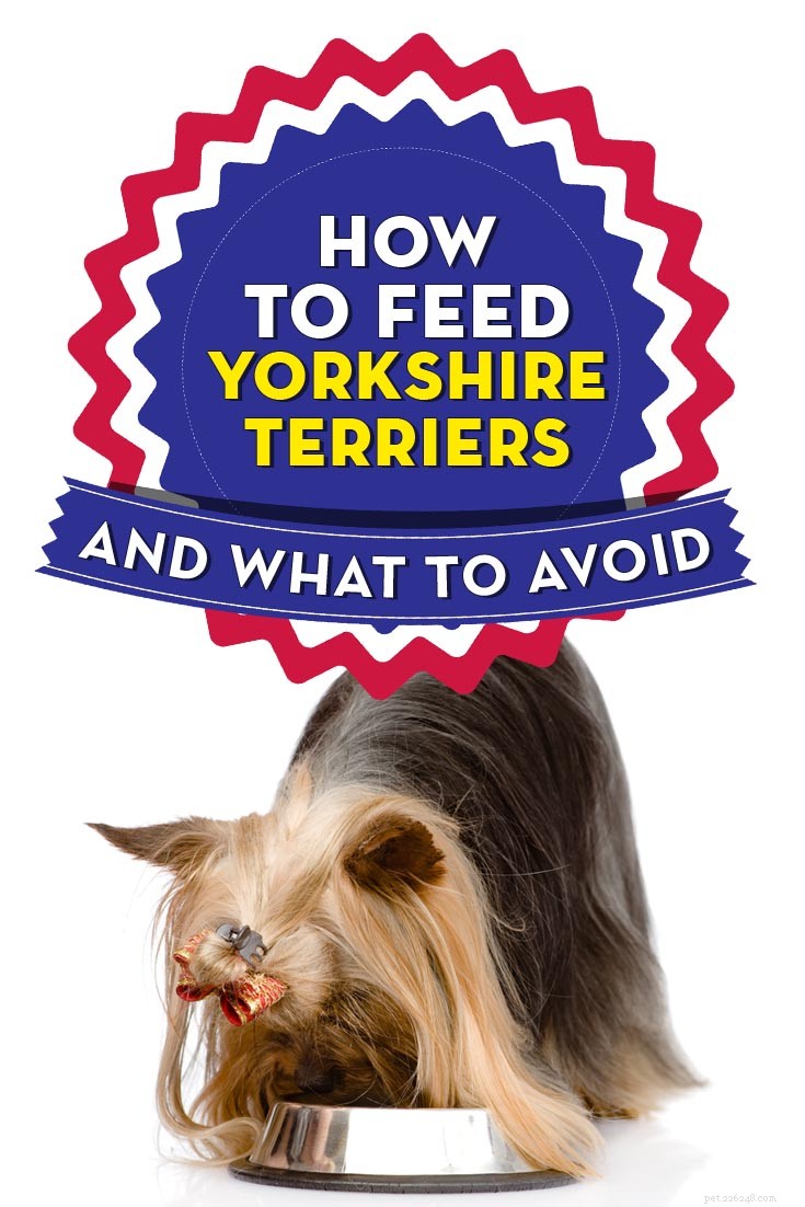 Beste hondenvoer voor Yorkies:hoe en wat moet je Yorkshire Terriers voeren?