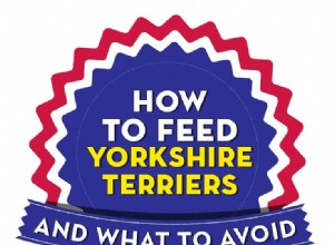 Melhor ração para yorkshires:como e o que alimentar os yorkshires terrier?