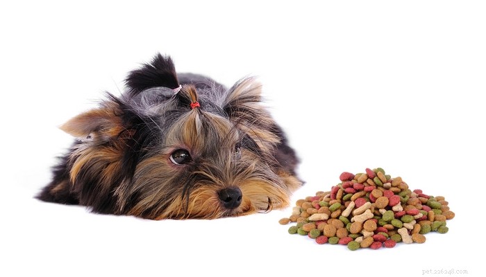 La meilleure nourriture pour chiens pour les Yorkies :comment et quoi nourrir les Yorkshire Terriers ?