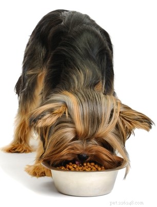 Nejlepší krmivo pro psy:Jak a čím krmit jorkšírské teriéry?