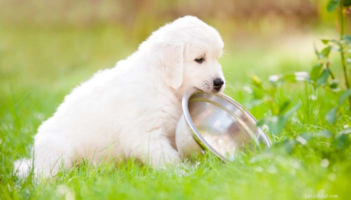Hoe weet u wat het gezondste hondenvoer is?