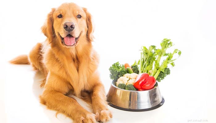 Comment savoir quelle est la nourriture pour chien la plus saine ?