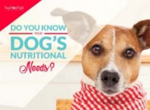 개에게 필요한 영양을 알고 계십니까?