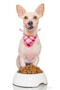 Connaissez-vous les besoins nutritionnels de votre chien ?